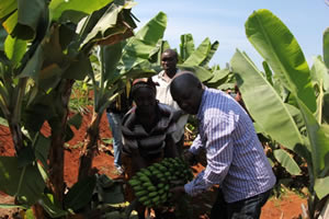 Banana harvesting in Mathioya